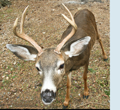 Photo of male deer.